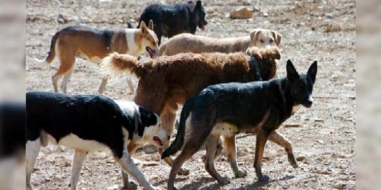 La jauría que atacó por siempre