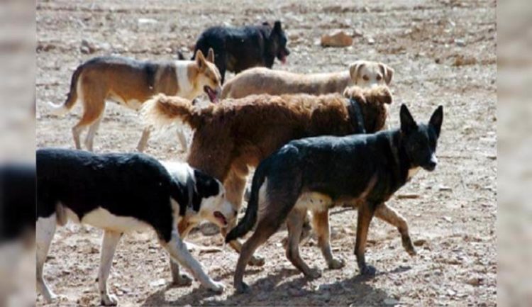 La jauría que atacó por siempre