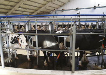 BROU otorga créditos en condiciones especiales a tamberos medianos y grandes