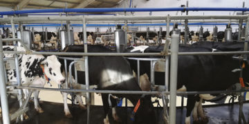 BROU otorga créditos en condiciones especiales a tamberos medianos y grandes