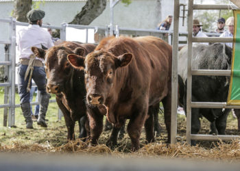 La zafra de toros y sus protagonistas