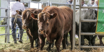 La zafra de toros y sus protagonistas