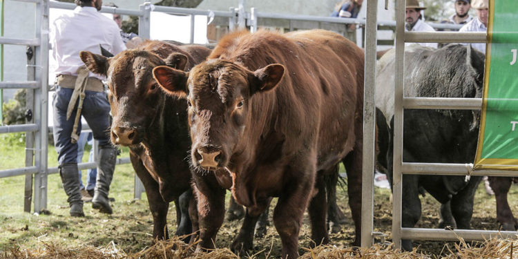La zafra de toros y sus protagonistas