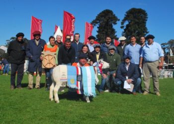 Texel se agranda en momentos que el mercado demanda carne ovina