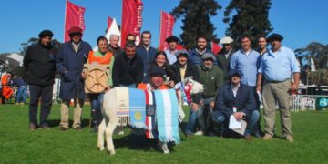 Texel se agranda en momentos que el mercado demanda carne ovina