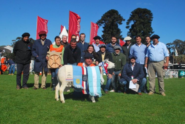 Texel se agranda en momentos que el mercado demanda carne ovina