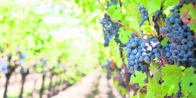 Más de dos siglos y medio de tradición familiar a la copa