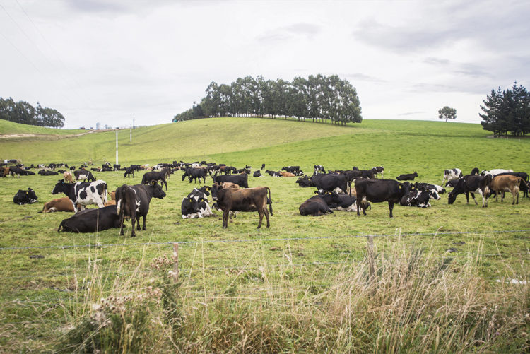 Oportunidad para la ganadería