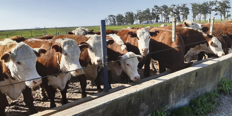 Oportunidad para la ganadería