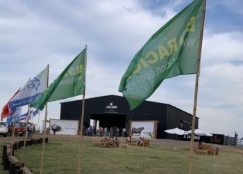 Se mantiene la relación ternero/toro y sube el precio en la zafra