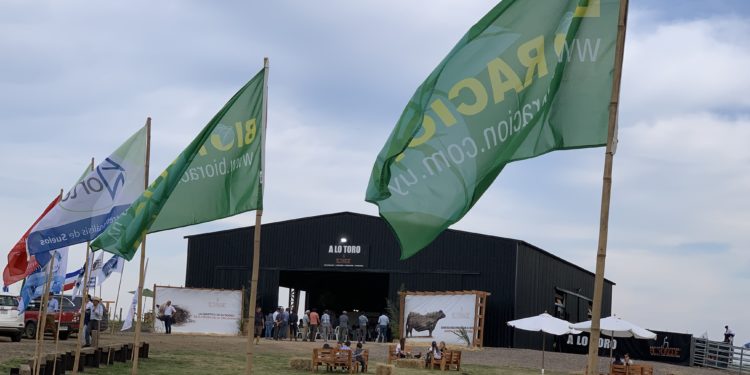 Se mantiene la relación ternero/toro y sube el precio en la zafra