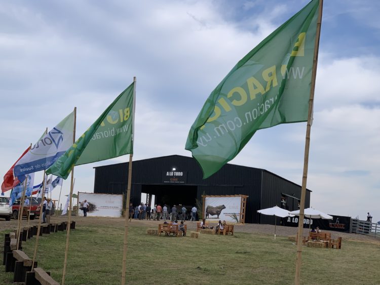 Se mantiene la relación ternero/toro y sube el precio en la zafra