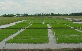 Ya comenzó una nueva siembra arrocera