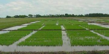 Ya comenzó una nueva siembra arrocera
