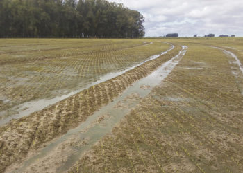 Arroz: el clima como una imprevista adversidad