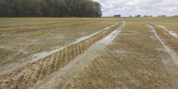 Arroz: el clima como una imprevista adversidad