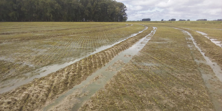 Arroz: el clima como una imprevista adversidad