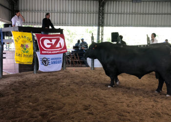 Zafra de toros enfrenta sus últimos remates con precios por encima del año anterior