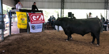 Zafra de toros enfrenta sus últimos remates con precios por encima del año anterior