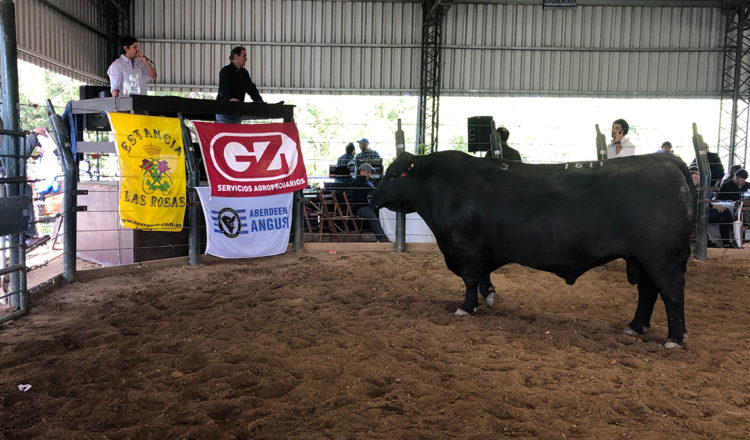 Zafra de toros enfrenta sus últimos remates con precios por encima del año anterior