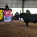 Zafra de toros enfrenta sus últimos remates con precios por encima del año anterior