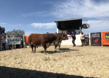 Zafra de toros 2019:  comenzó con ventas totales