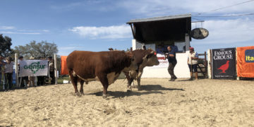 Zafra de toros 2019:  comenzó con ventas totales