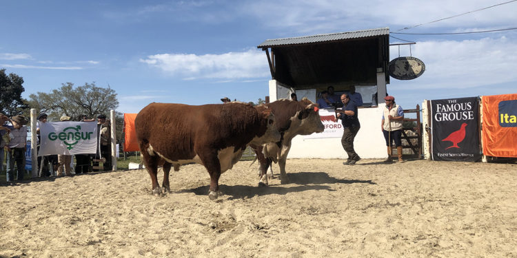 Zafra de toros 2019: comenzó con ventas totales