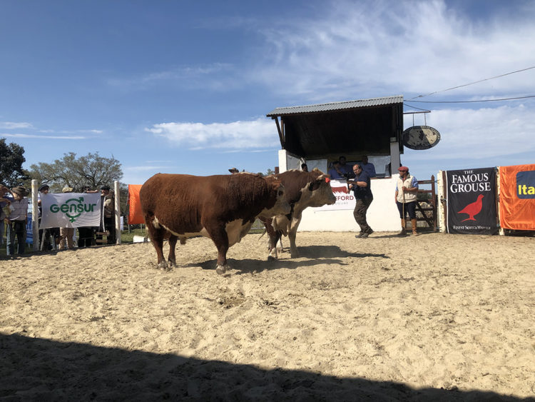 Zafra de toros 2019:  comenzó con ventas totales
