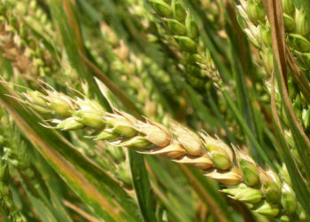 Tras la lluvia, el fusarium amenaza a los cultivos de invierno