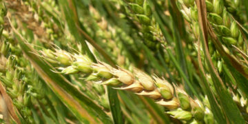 Tras la lluvia, el fusarium amenaza a los cultivos de invierno