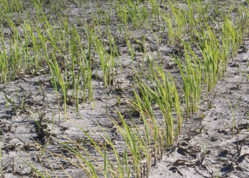 El papel del estado en la reactivación del sector arrocero y el agro en general