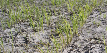 El papel del estado en la reactivación del sector arrocero y el agro en general