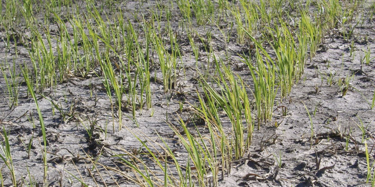 El papel del estado en la reactivación del sector arrocero y el agro en general