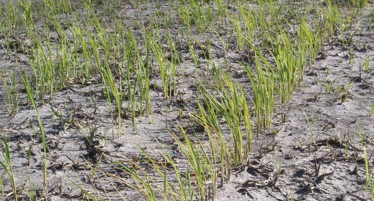 El papel del estado en la reactivación del sector arrocero y el agro en general