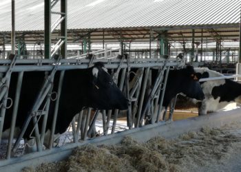 La complicada situación de los tamberos