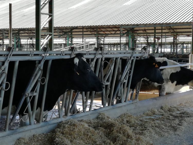 La complicada situación de los tamberos