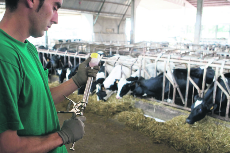 CEV alerta por ingreso ilegal de productos veterinarios provenientes de la región