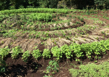 Huerta nacional:  por una visión de largo alcance