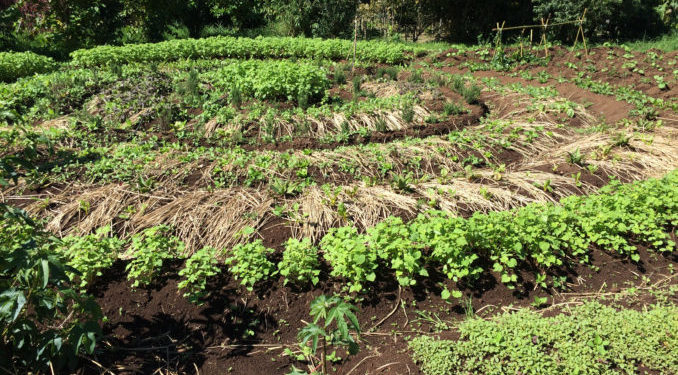 Huerta nacional:  por una visión de largo alcance