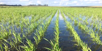 Complicada siembra para el sector arrocero