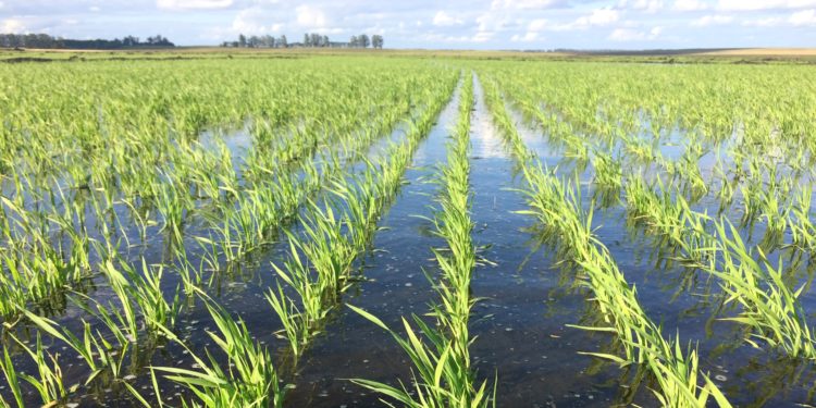 Complicada siembra para el sector arrocero