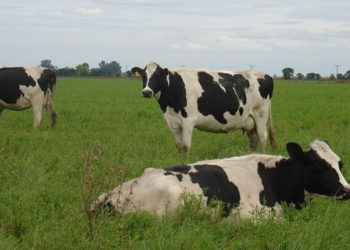 La crisis en la lechería también impactó en la importación de semen