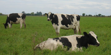 La crisis en la lechería también impactó en la importación de semen