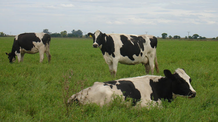 La crisis en la lechería también impactó en la importación de semen