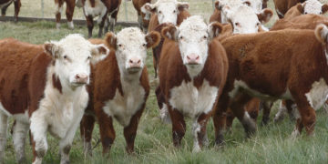 Un perfil cada vez más volcado a la exportación