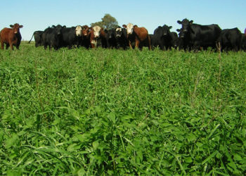 Crecimiento de Pasturas estuvo por encima del promedio