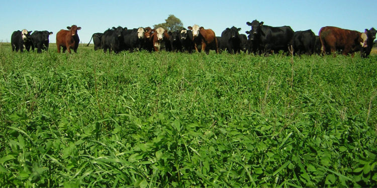 Crecimiento de Pasturas estuvo por encima del promedio