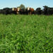 Crecimiento de Pasturas estuvo por encima del promedio