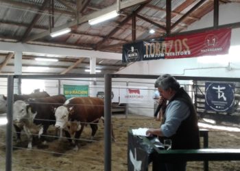 La zafra de toros dejó saldo positivo